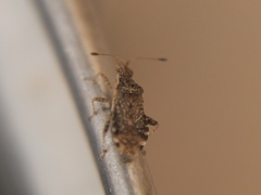 Aufeius impressicollis