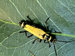 Chauliognathus flavipennis