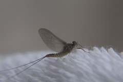 Callibaetis pictus