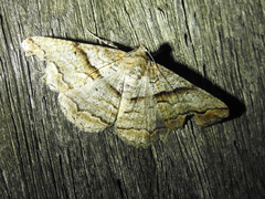 Gastrinodes bitaeniaria