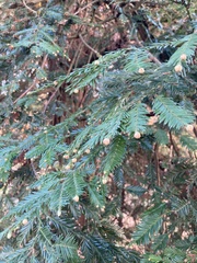 Sequoia