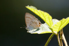 Catopyrops florinda