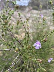 Prostanthera eurybioides