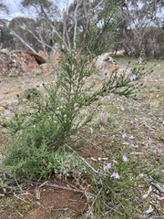 Prostanthera eurybioides
