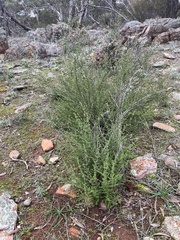 Prostanthera eurybioides