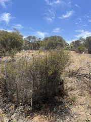 Prostanthera eurybioides