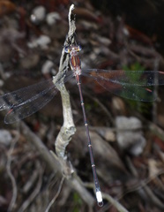 Chlorolestes tessellatus