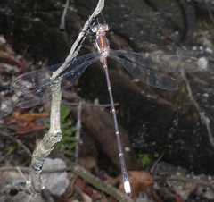 Chlorolestes tessellatus