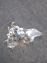 Thinocorus rumicivorus