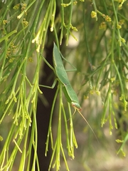 Orthodera