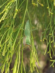 Orthodera