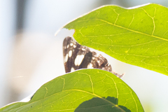 Phaedyma shepherdi