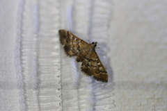 Nacoleia