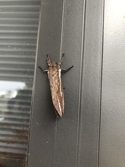 Abantiades latipennis