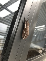 Abantiades latipennis