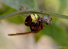 Vespa orientalis