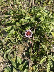 Erigeron uniflorus