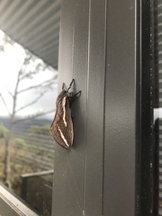 Abantiades latipennis