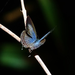 Catopyrops florinda