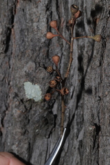 Eucalyptus siderophloia