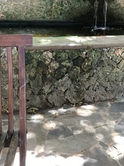 Philothamnus punctatus