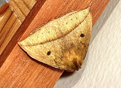 Catacantha ferruginea