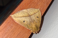 Catacantha ferruginea