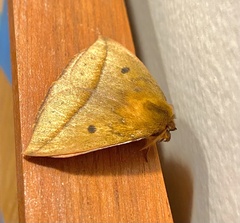 Catacantha ferruginea