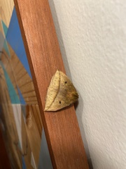 Catacantha ferruginea