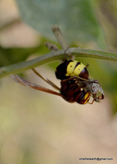 Vespa orientalis