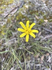Microseris walteri