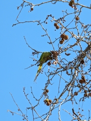 Psittacula krameri