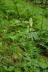 Aconitum lycoctonum