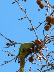 Psittacula krameri