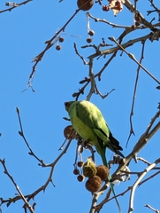 Psittacula krameri