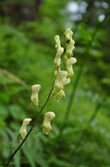 Aconitum lycoctonum
