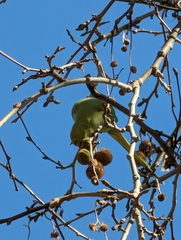 Psittacula krameri