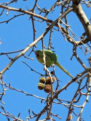 Psittacula krameri