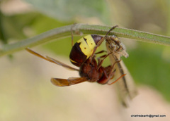 Vespa orientalis