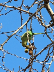 Psittacula krameri