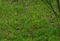 Laserpitium latifolium