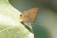 Catopyrops florinda