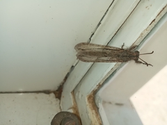 Acanthaclisini