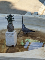 Columba palumbus