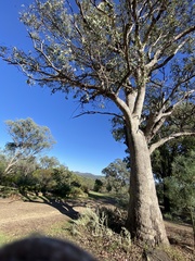 Eucalyptus albens