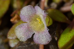 Glossostigma