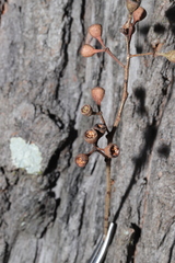 Eucalyptus siderophloia