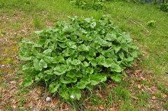 Petasites paradoxus