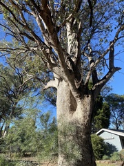 Eucalyptus albens