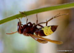 Vespa orientalis